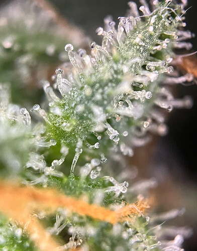 Growreport Bild 9