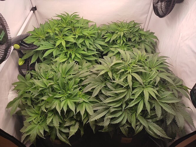 Growreport Bild 17