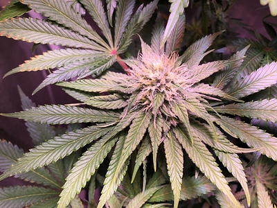 Growreport Bild 19