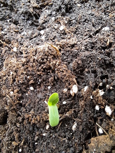 Growreport Bild 4