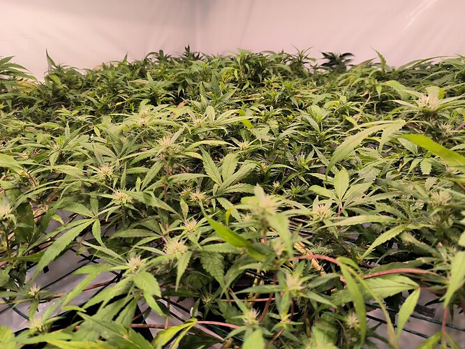 Growreport Bild 7