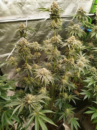 Growreport Bild 24