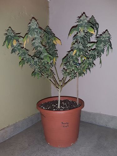 Growreport Bild 1