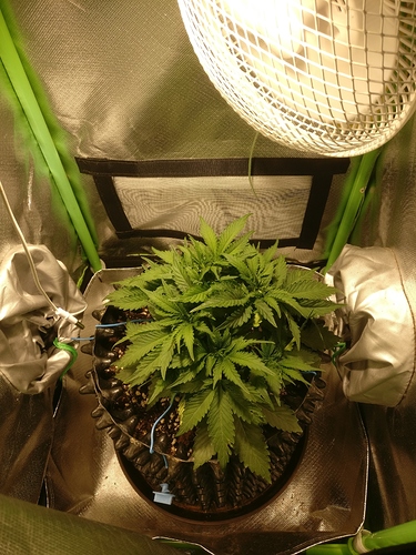 Growreport Bild 2