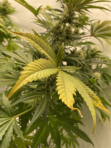 Growreport Bild 5