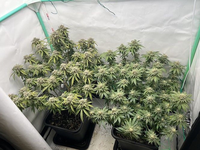Growreport Bild 2