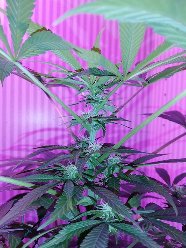 Growreport Bild 9