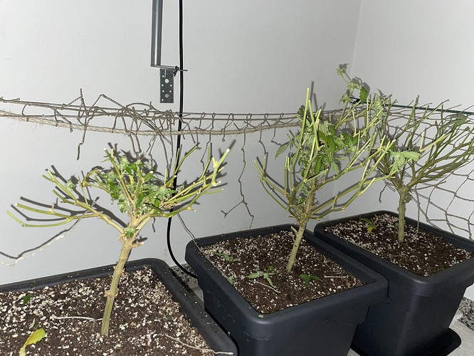 Growreport Bild 28