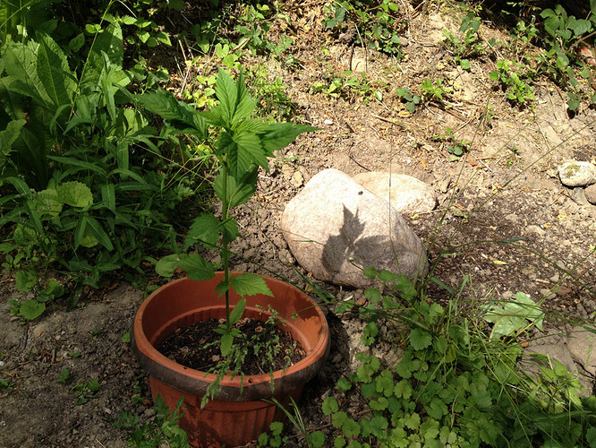 Growreport Bild 21
