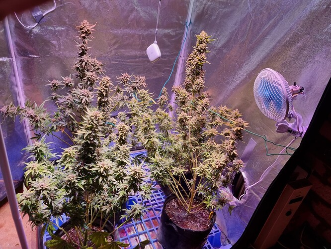 Growreport Bild 13
