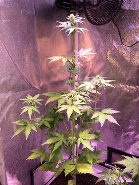 Growreport Bild 43