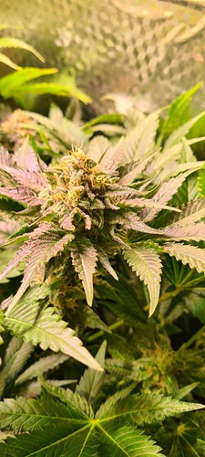 Nahaufnahme einer blühenden Cannabispflanze mit purpurfarbenen Blättern und Trichomen.