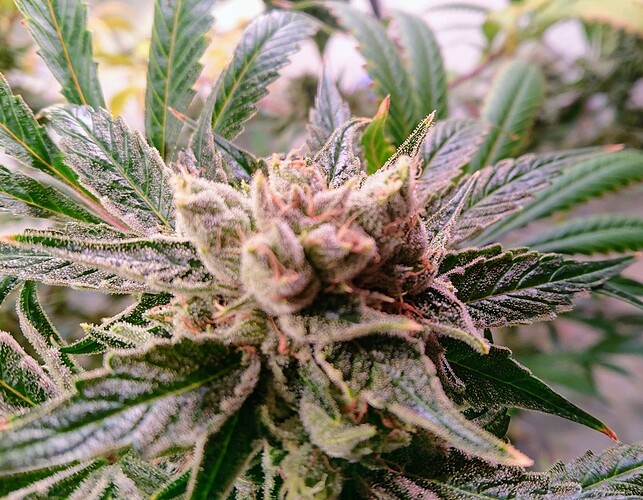 Growreport Bild 7
