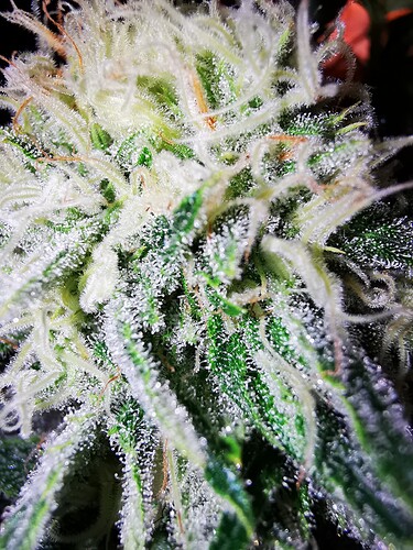 Growreport Bild 3