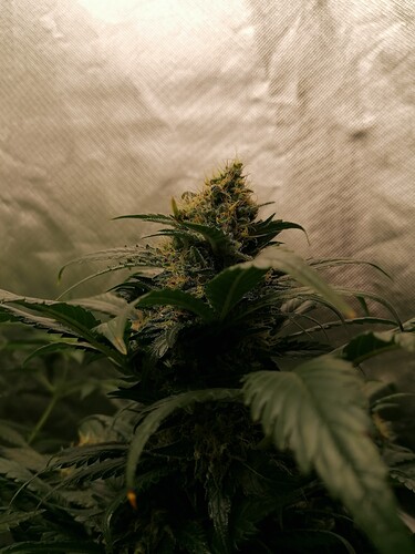 Growreport Bild 15