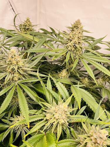 Growreport Bild 19