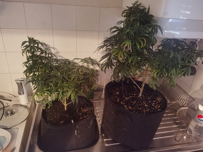 Growreport Bild 13