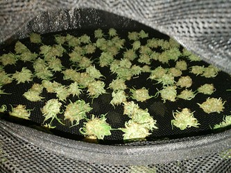 Growreport Bild 50