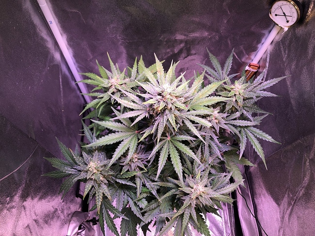 Growreport Bild 31