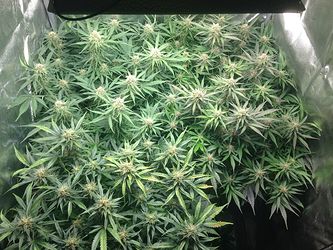 Growreport Bild 1