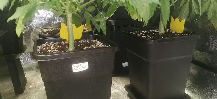 Growreport Bild 7