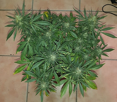 Growreport Bild 5