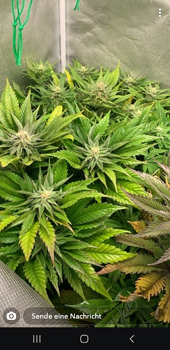 Screenshot_20200531-155324_Snapchat