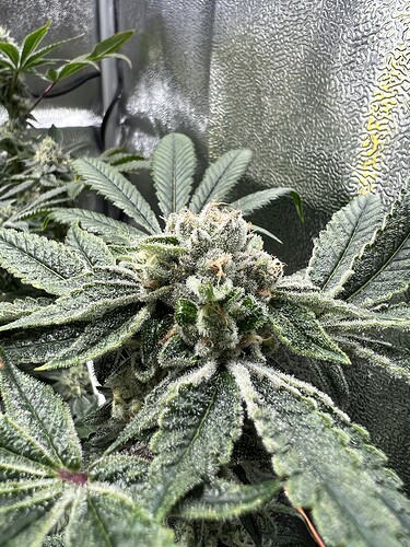 Growreport Bild 25