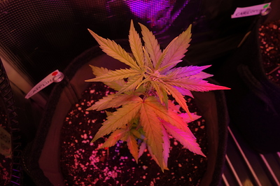 Eine junge Cannabispflanze in einem Stofftopf, beleuchtet von rotem und blauem LED-Licht. Ein kleines Schild mit der Aufschrift "CAITLIN" ist im Topf zu sehen.
