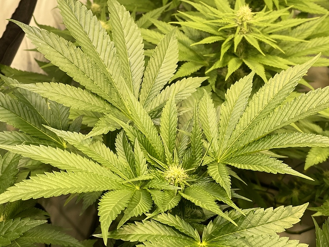 Growreport Bild 48