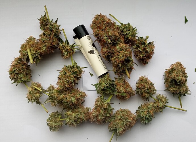 Growreport Bild 33