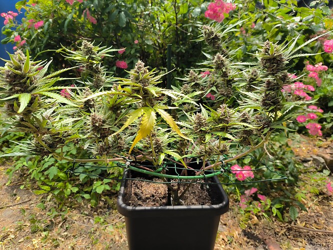 IMG_20230617_134739