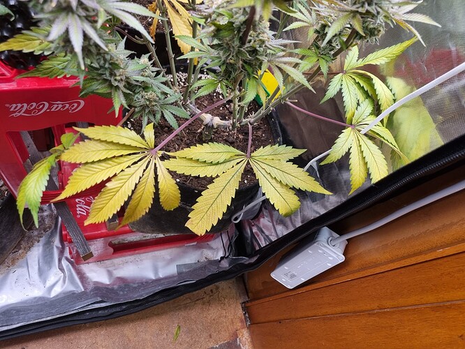 Growreport Bild 20