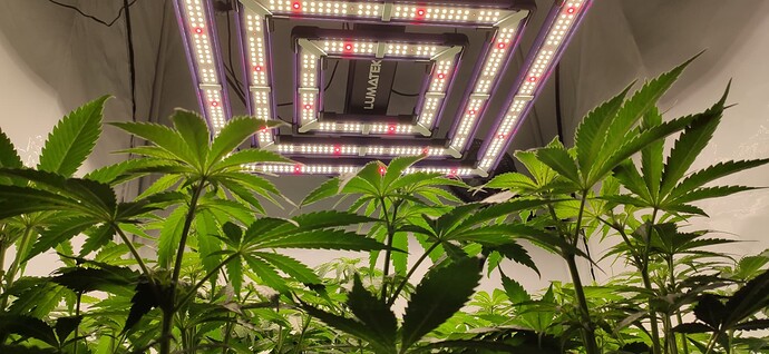 Growreport Bild 1
