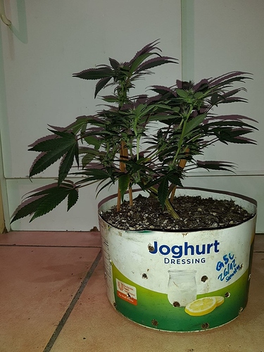 Growreport Bild 10