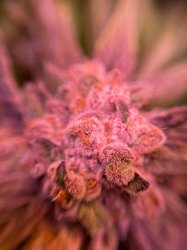 Growreport Bild 12