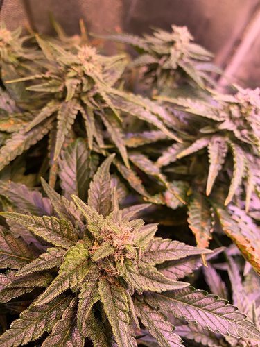 Growreport Bild 2