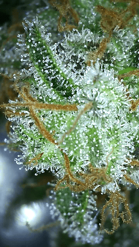 Growreport Bild 44