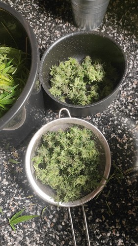 Growreport Bild 6