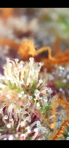 Growreport Bild 38