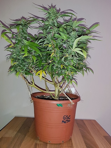 Growreport Bild 7