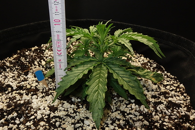 Growreport Bild 8