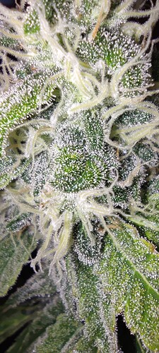 Growreport Bild 9