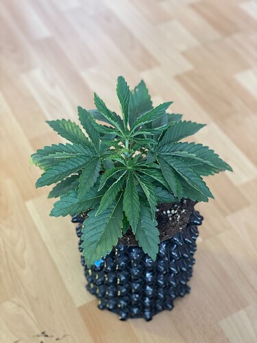 Growreport Bild 4