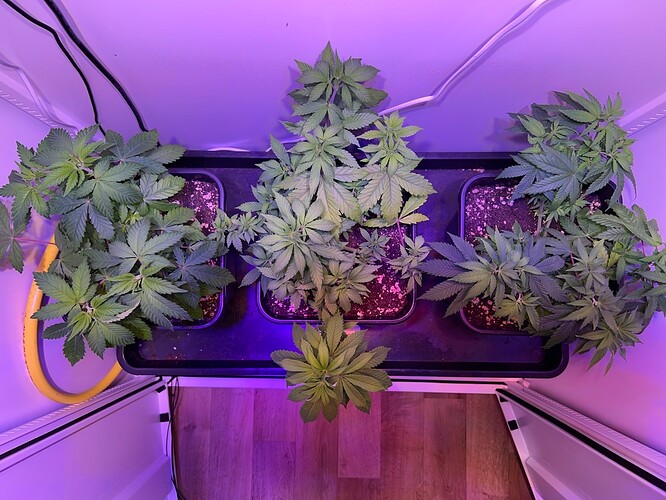 Growreport Bild 2
