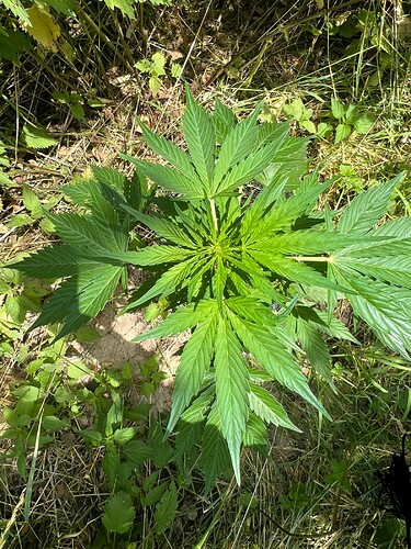 Growreport Bild 3