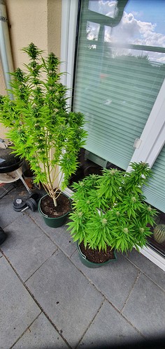 Growreport Bild 7