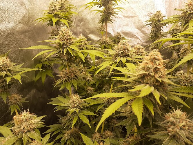 Growreport Bild 2