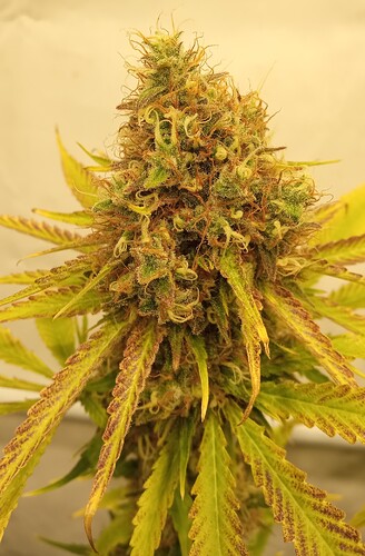 Growreport Bild 34