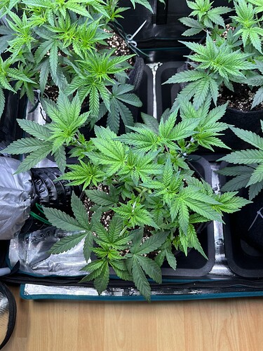 Growreport Bild 18